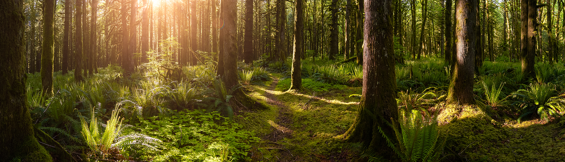 Canadian Rainforest